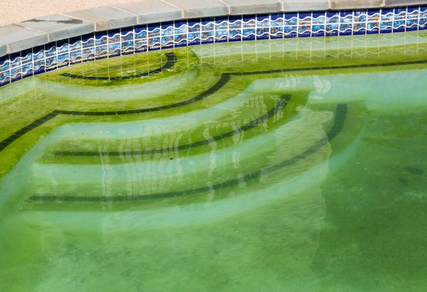 Pool Deck Algae Removal in Santa Rosa